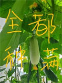 《把修真界种满后》封面
