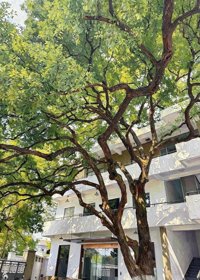 《幽兰》封面